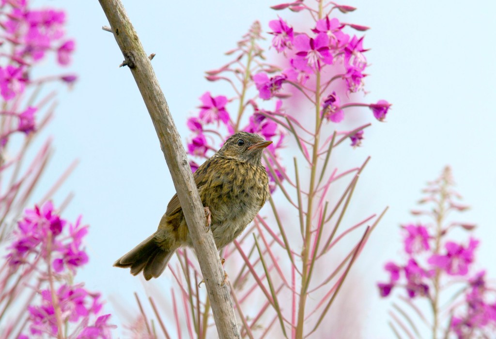Dunnock on Willowherb