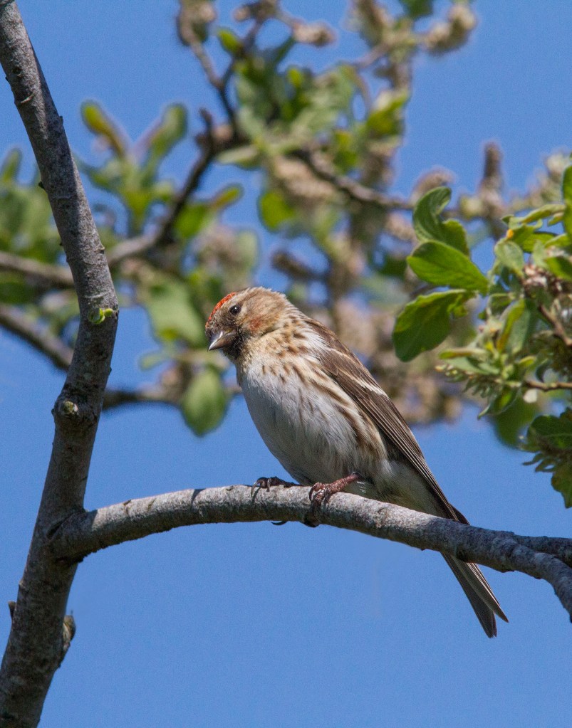 Lesser Red Poll 