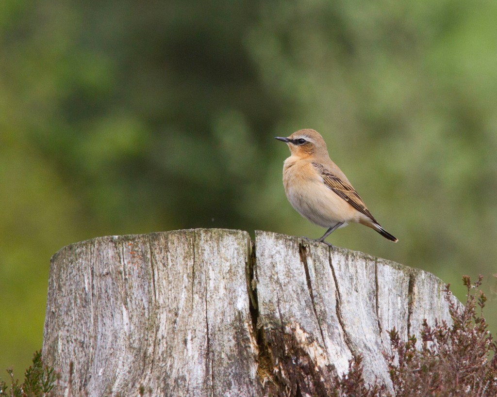 Wheatear (female)
