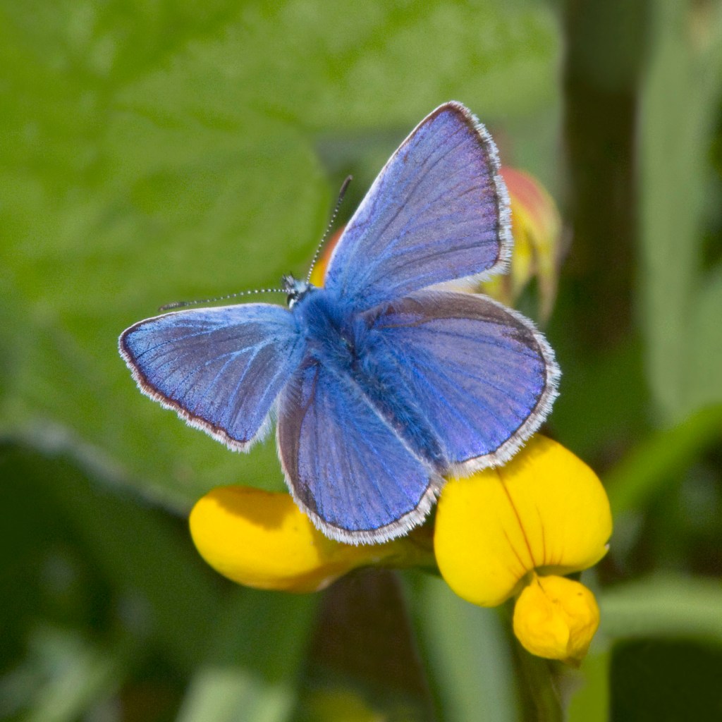 Common Blue male