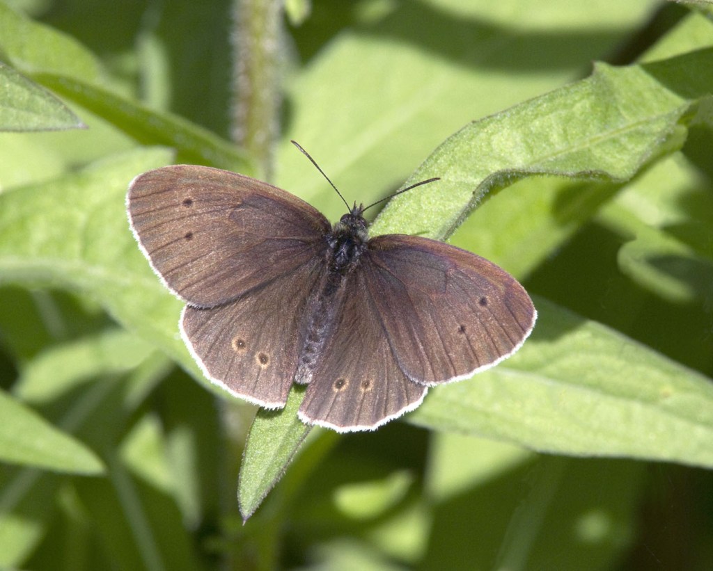 Ringlet