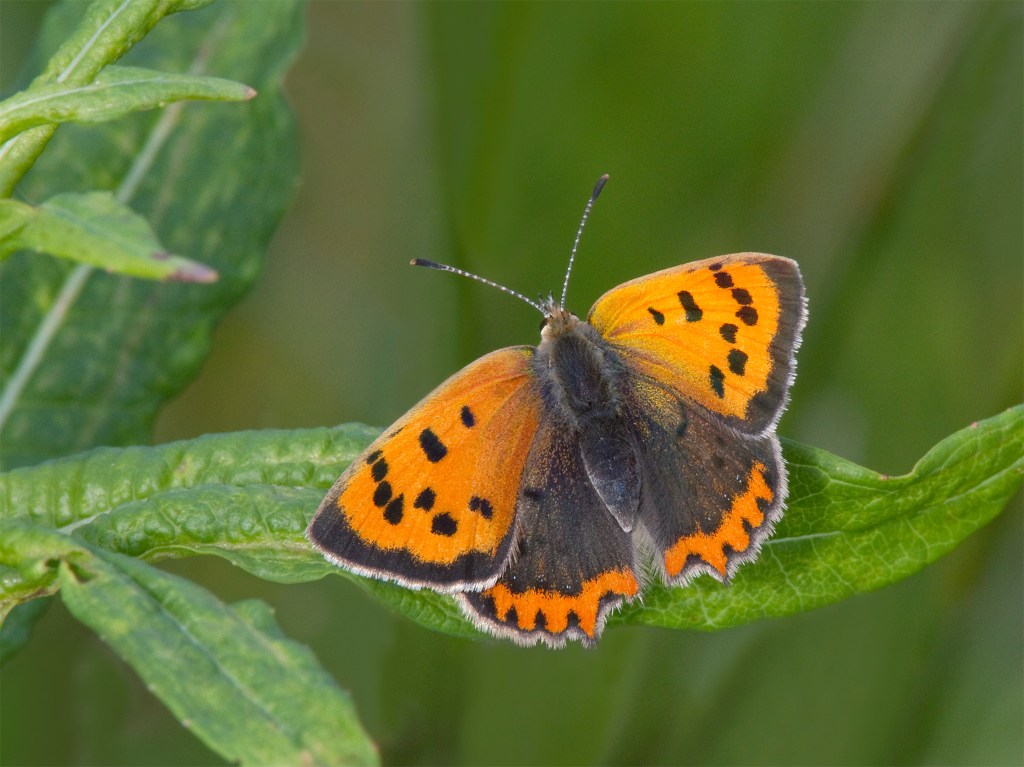 Small Copper