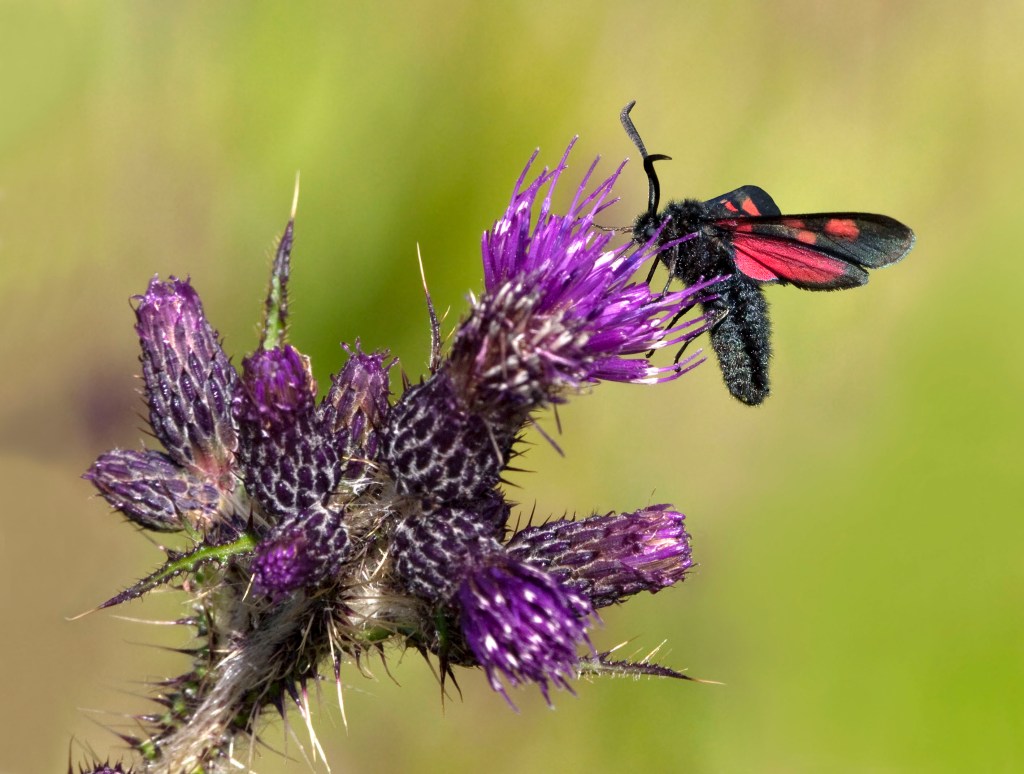 Burnet moth
