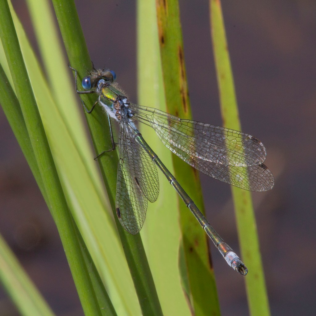 Blue-tailed Damselfly