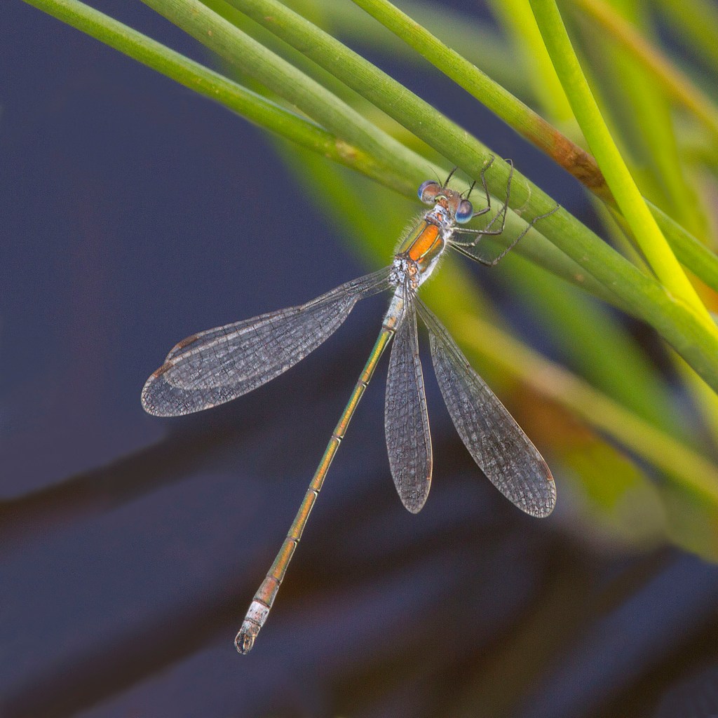 Damselfly