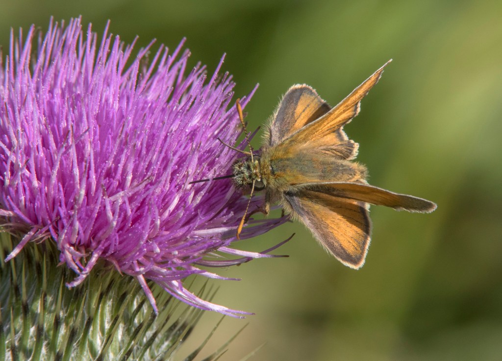 Small Skipper