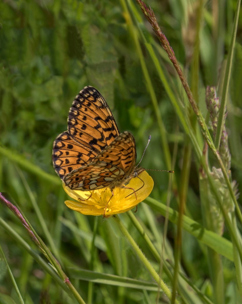 small pearl bordered fritillary
