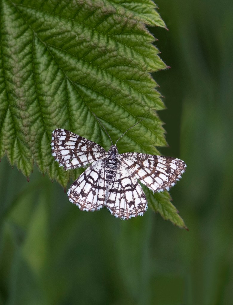 Latticed Heath