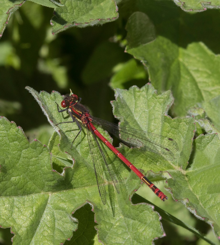 Large Red Damselfly