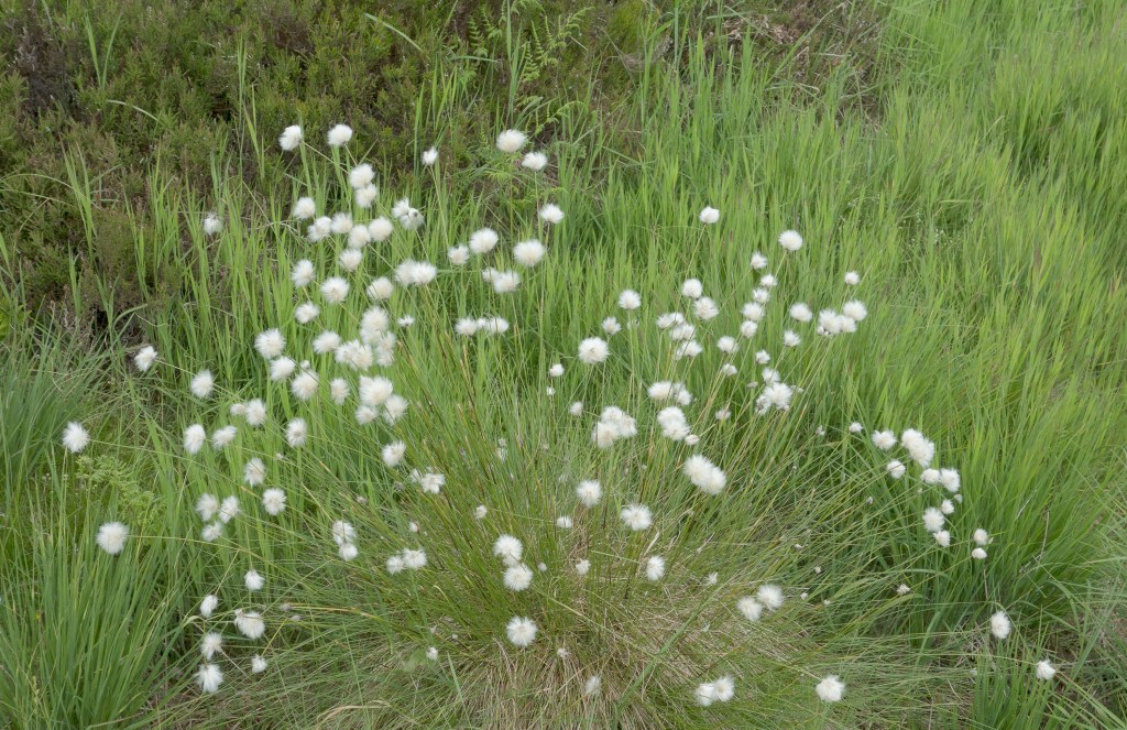 Cotton Grass