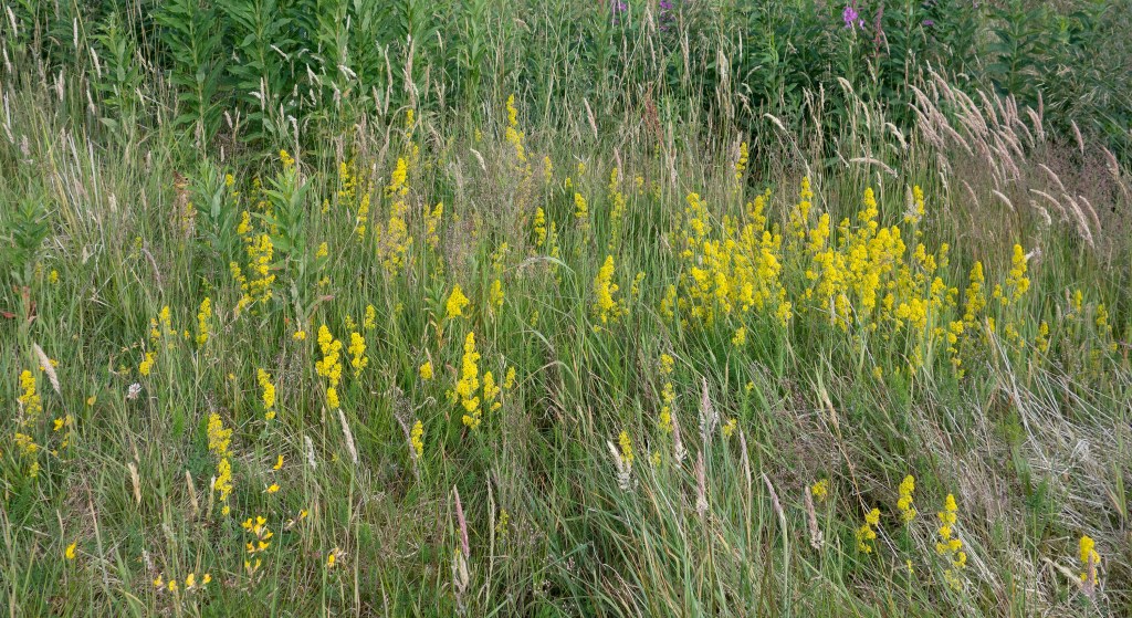 Lady's Bedstraw