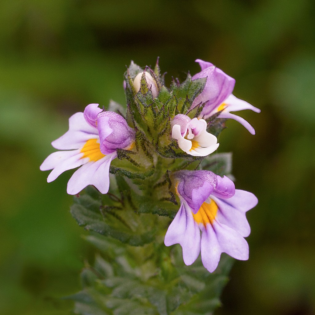 Eyebright