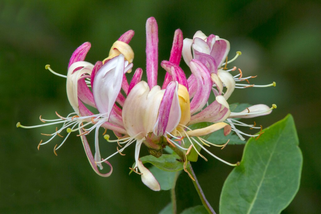 Honeysuckle (flower head)