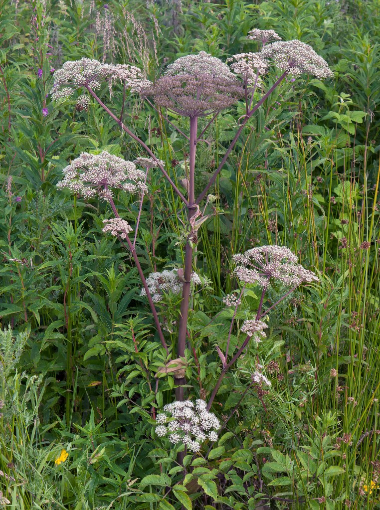 Wild Angelica