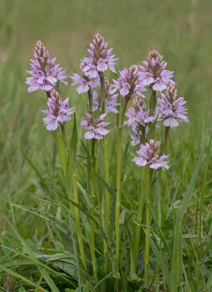 Common Spotted Orchid