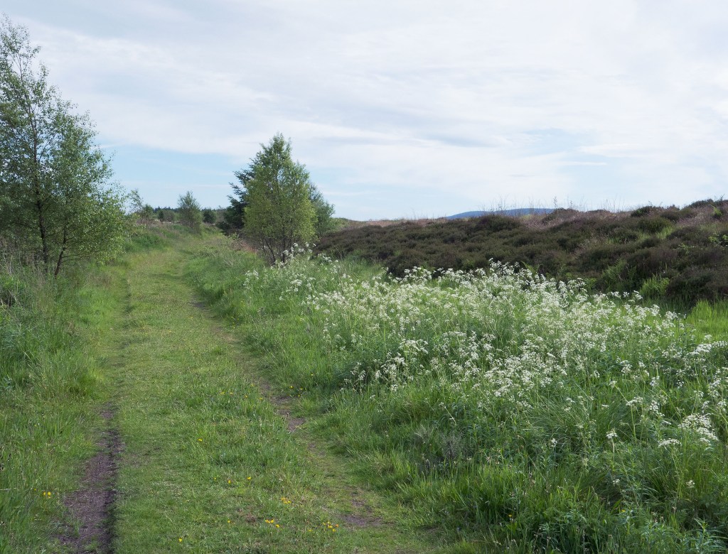 Path with umbellifer