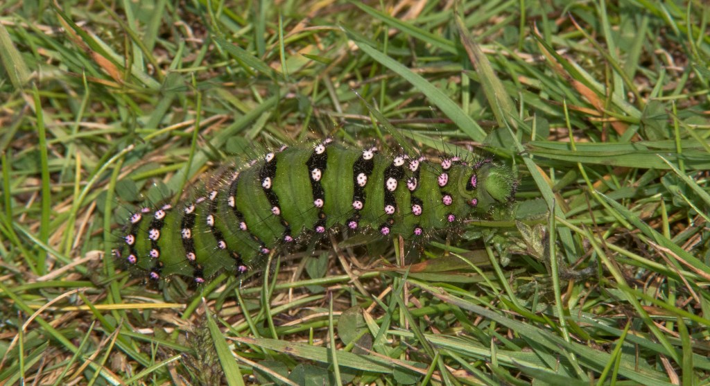 Emperor moth caterpillar
