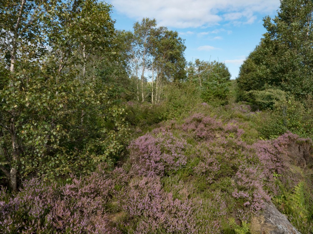birch and heather