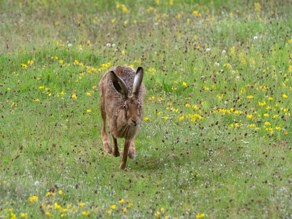 Brown Hare