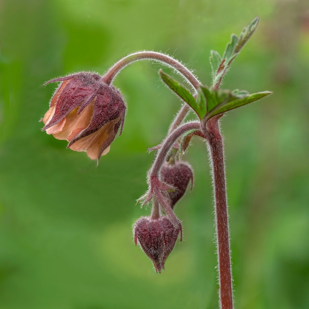 Water Avens
