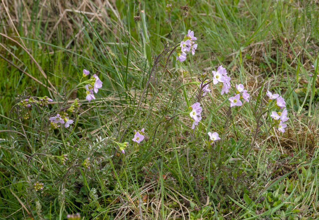 Cuckoo Flower
