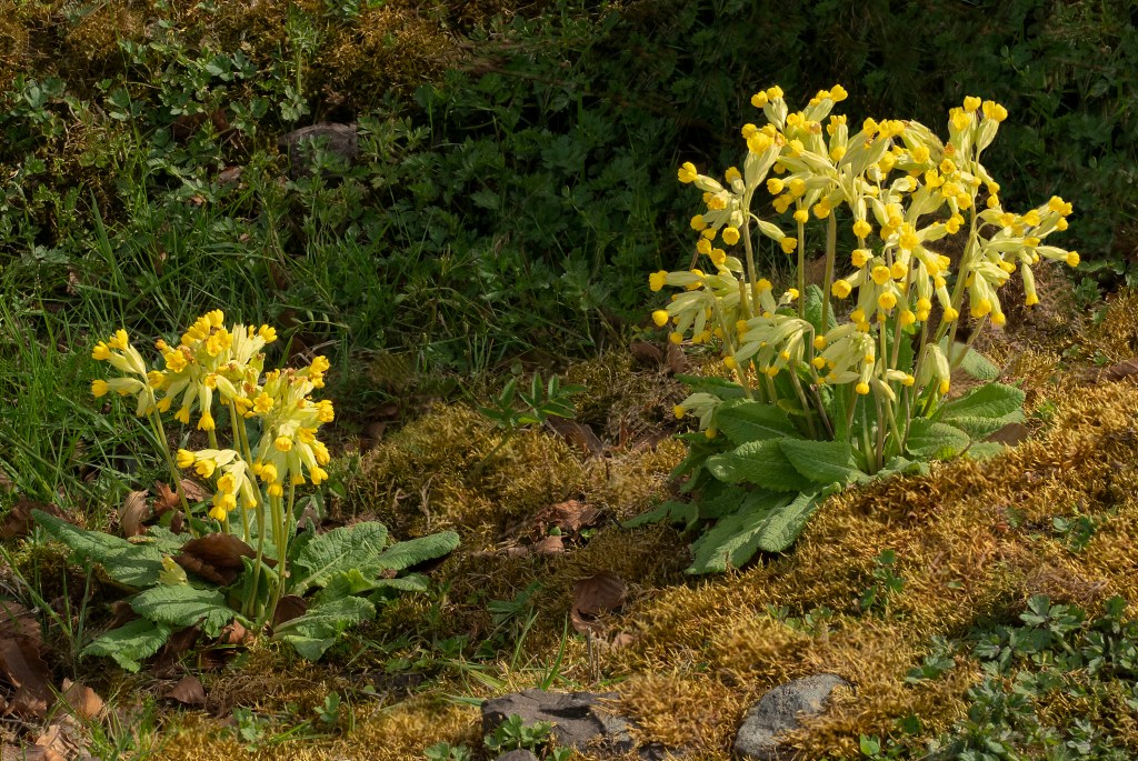 Cowslips