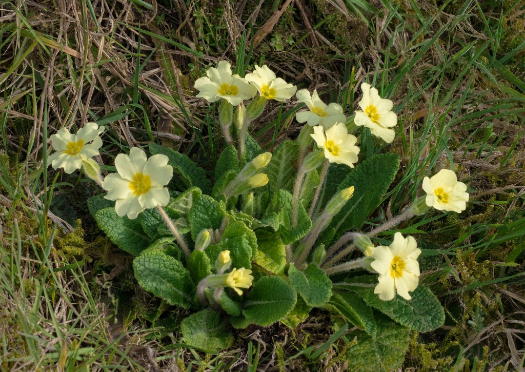 Primrose