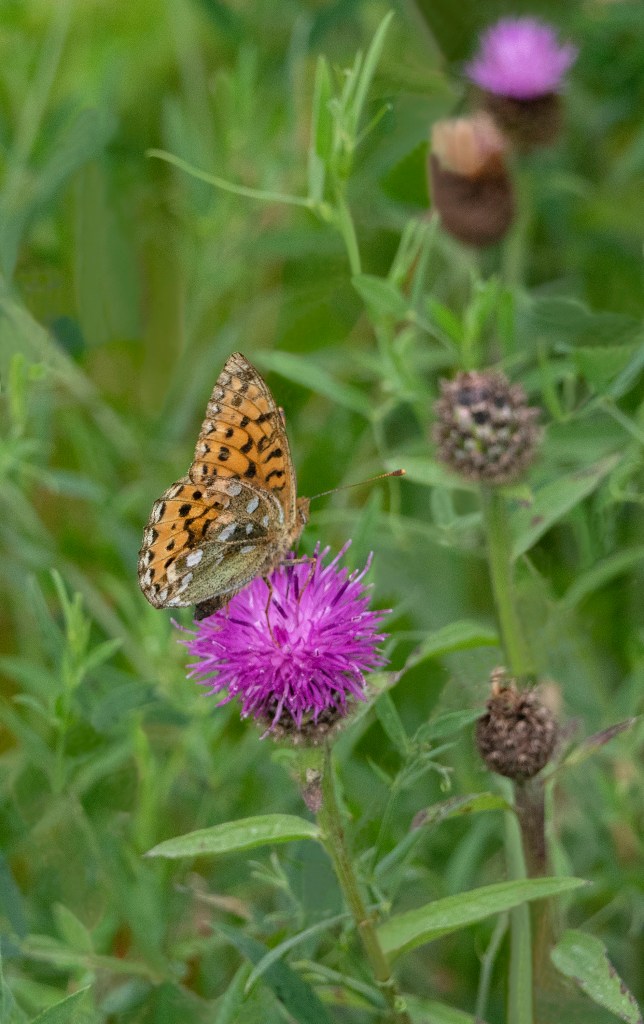 Dark Green Fritillary