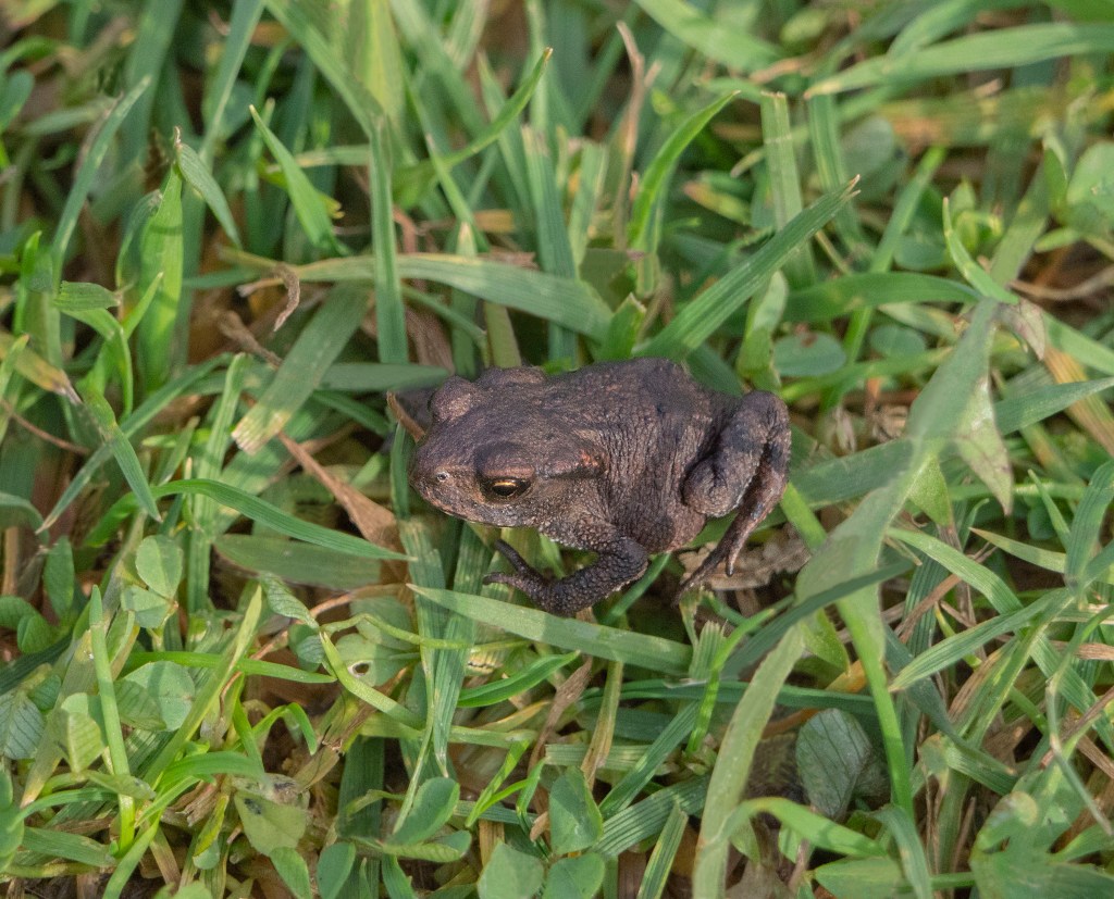 Common Toad