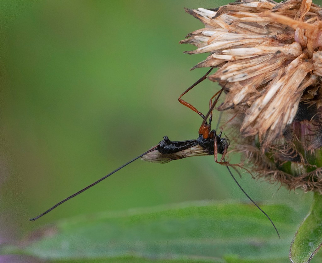 Ichneumon Wasp (_ Ephialtes manifestator)