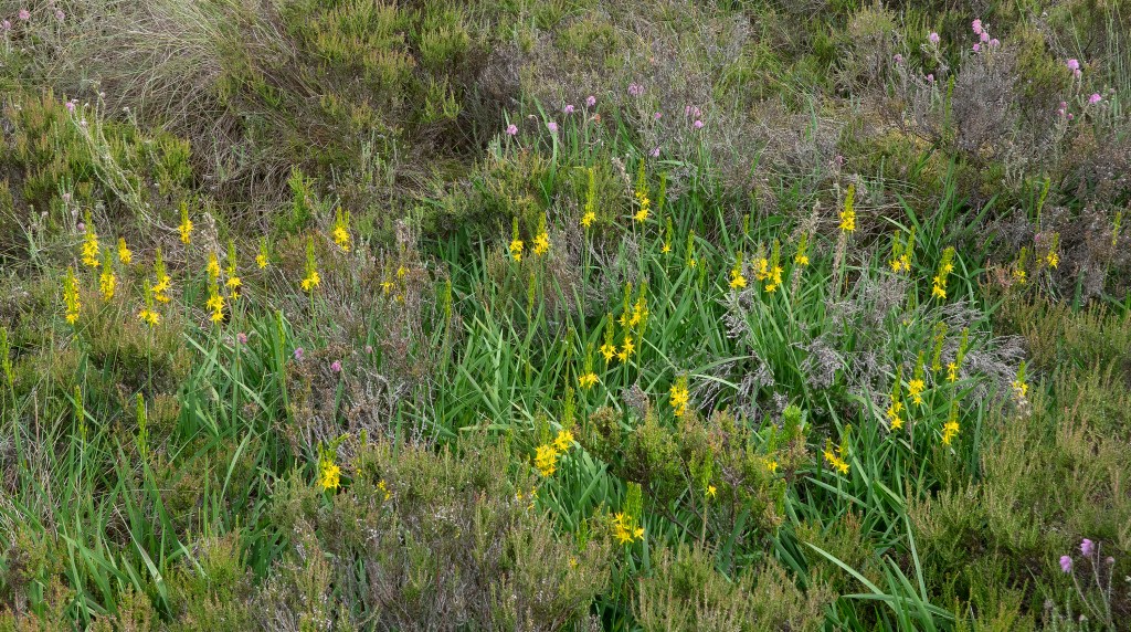 Bog Asphodel