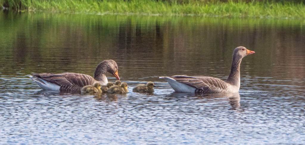 Greylag Geese pair and goslings
