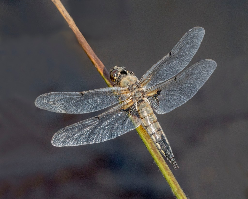 Four-spotted Chaser