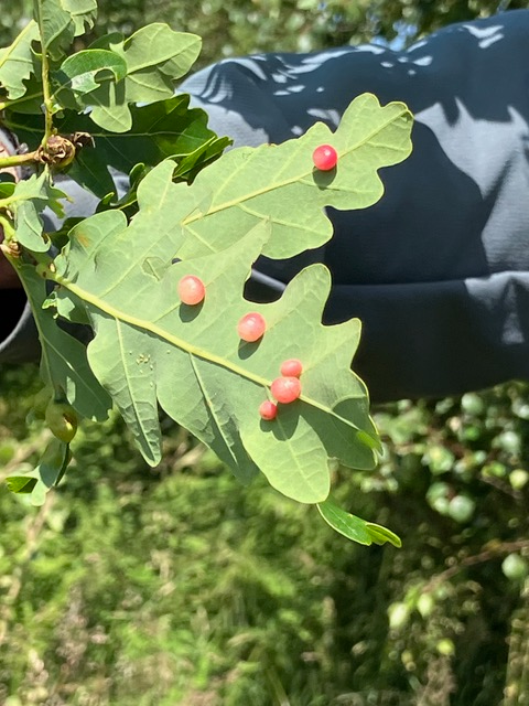 oak leaf galls