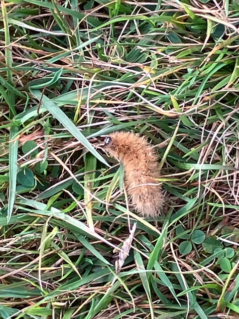 ruby tiger moth caterpillar