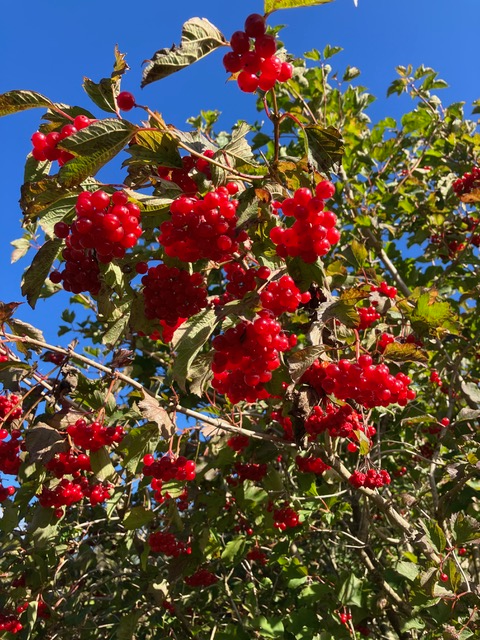 guelder rosebush (viburnum opulus)