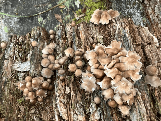 fungi on rotting log