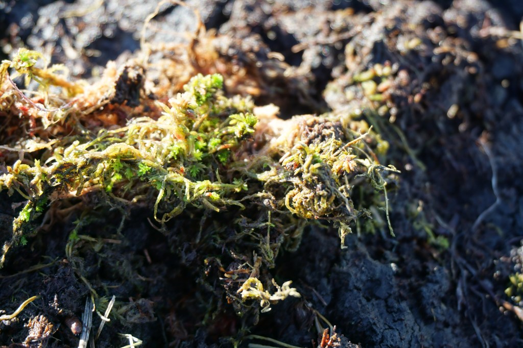 Recovering Sphagnum