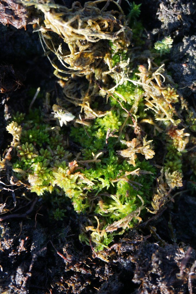 Replanted Sphagnum