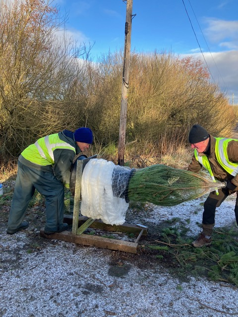 Christmas Tree Sales Final Weekend
