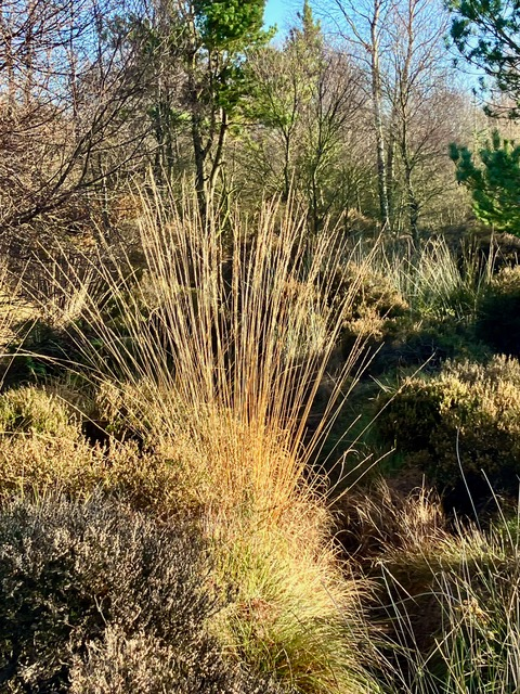 Native trees and grasses