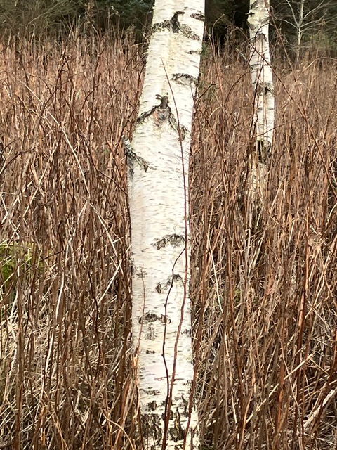 Silver Birch