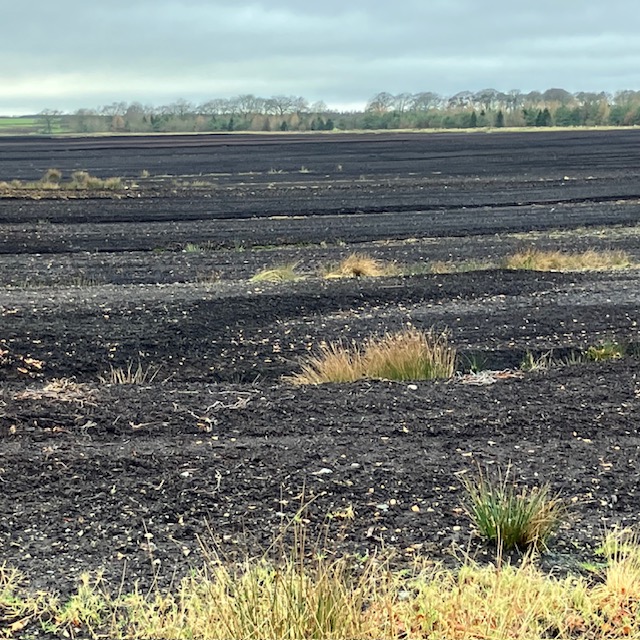 Springfield Moss peat extraction site