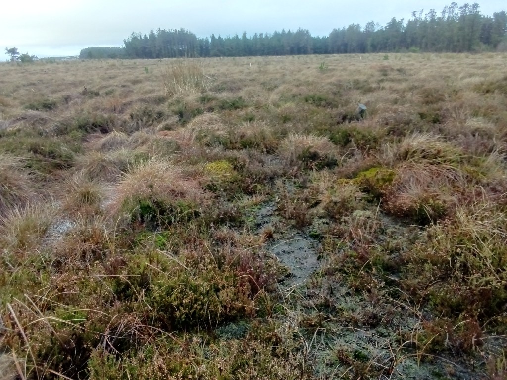 Healthy sphagnum and bog vegetation at Leadburn