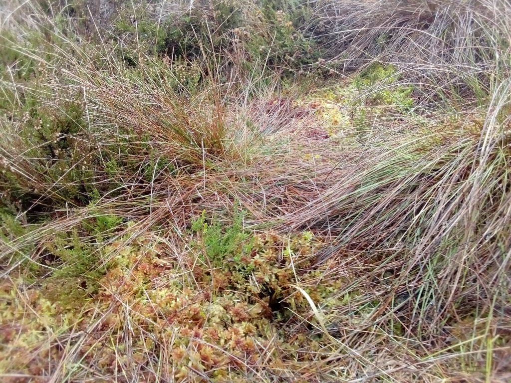 Leadburn Community Woodland peatland restoration