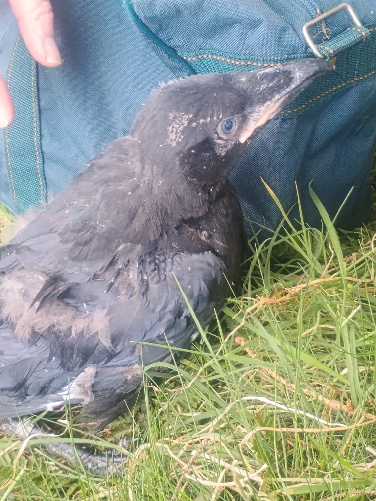 young raven with ring