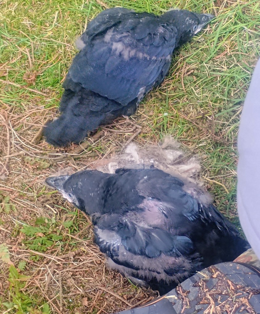 ringing raven chicks