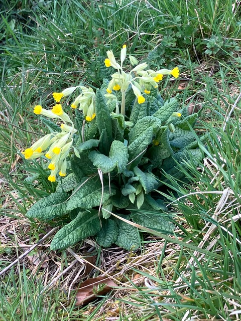 cowslip