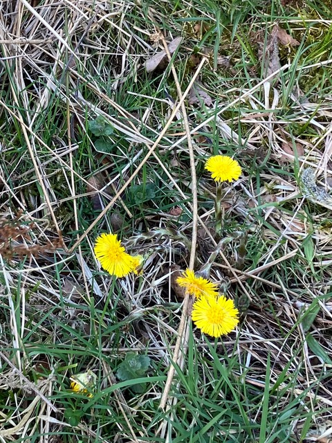 coltsfoot