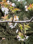 wild cherry